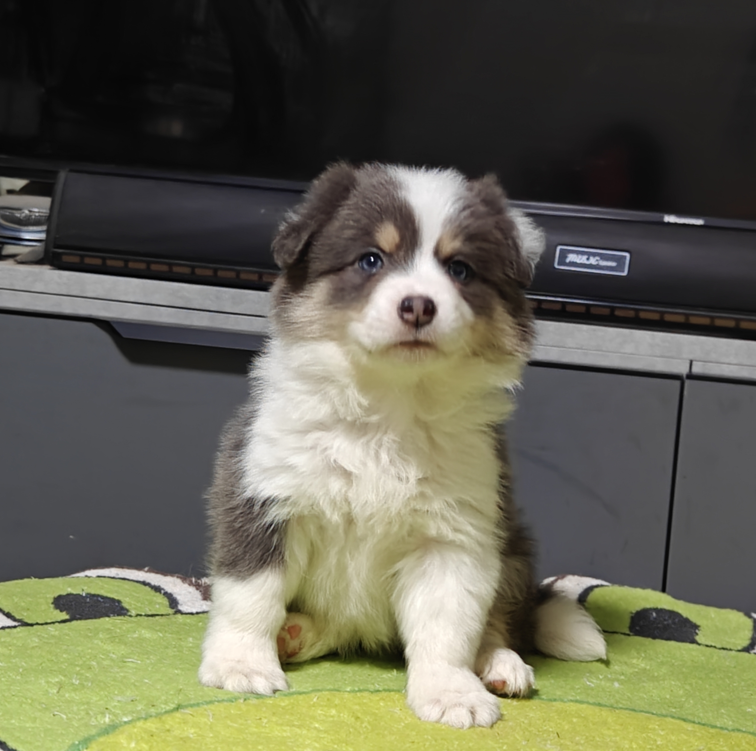 稀有蓝白三色边牧妹妹